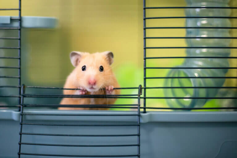 Hamsterkäfige