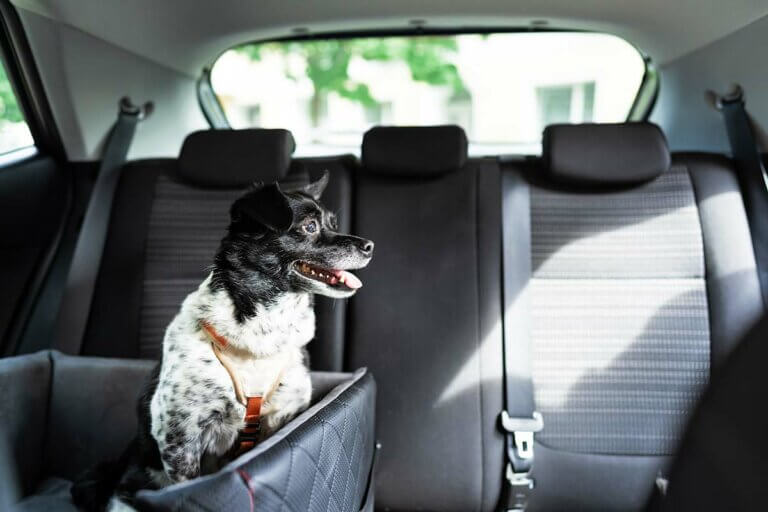 Hundeautositze