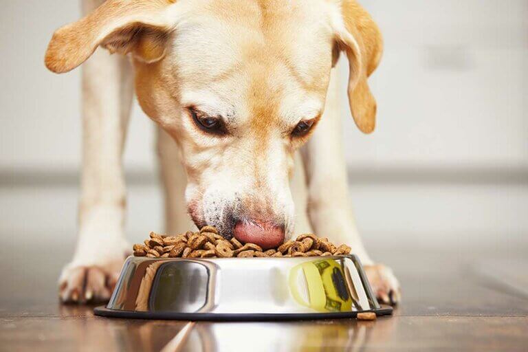Hundefutter