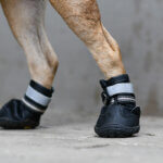 Hundeschuhe