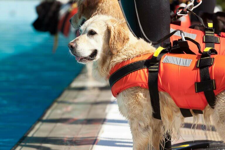Schwimmwesten für Hunde
